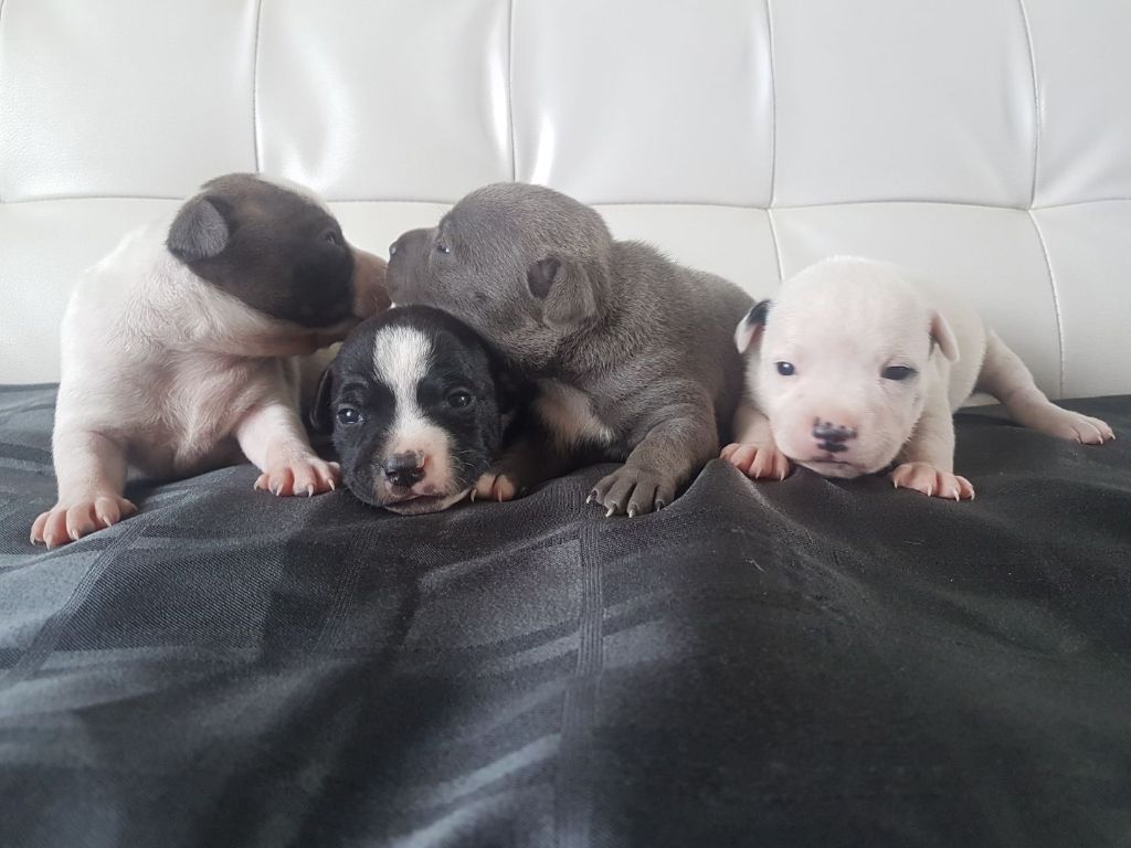 Chiots né le 15 juillet 2019 ( mariage Obtimus & Orka)