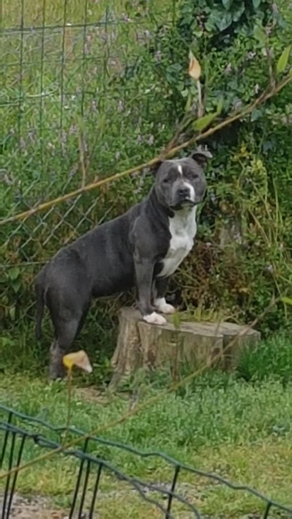 Orka